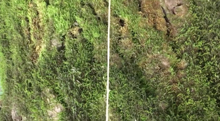 Difference Between Algae and Moss